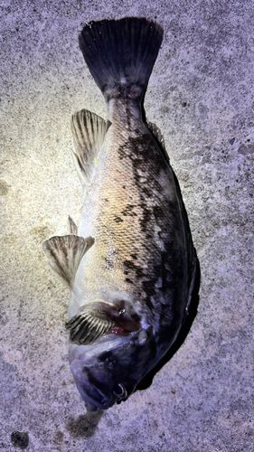 三陸海岸（青森）