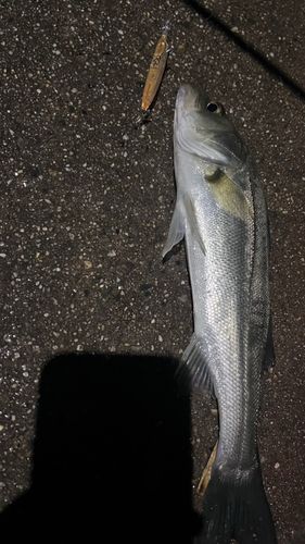 セイゴ（マルスズキ）の釣果