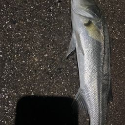 セイゴ（マルスズキ）