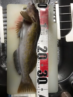 アイナメの釣果