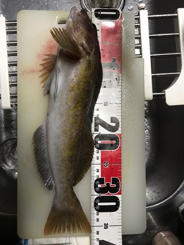 アイナメの釣果