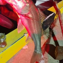 セイゴ（マルスズキ）