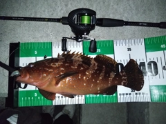 キジハタの釣果