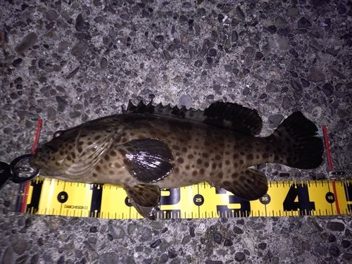 チャイロマルハタの釣果