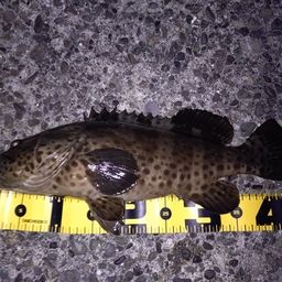 チャイロマルハタ