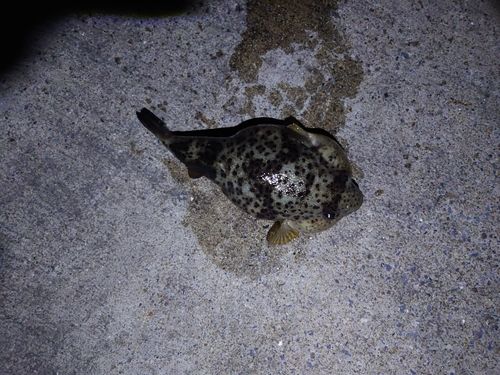 ヒガンフグの釣果