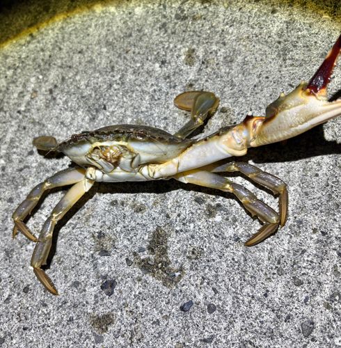 イシガニの釣果