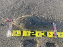 ソゲの釣果