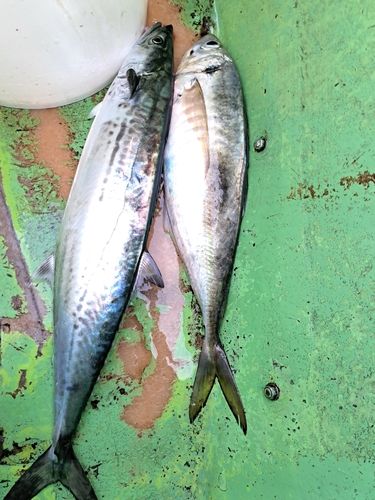 東京湾（アクアライン〜富津）