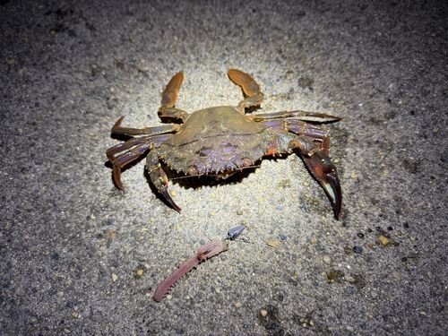 イシガニの釣果