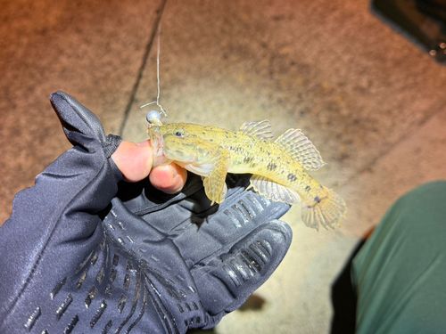 ウロハゼの釣果