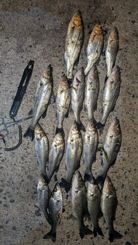 セイゴ（マルスズキ）の釣果