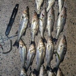 セイゴ（マルスズキ）