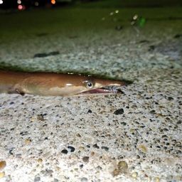 ダイナンウミヘビ