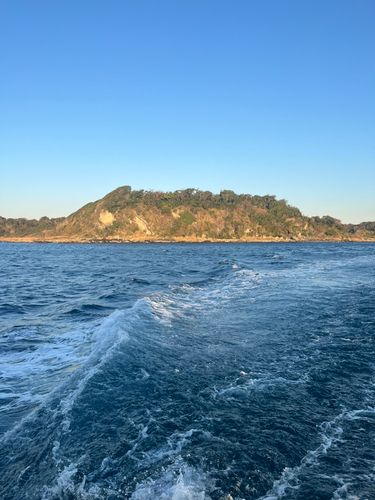 カワハギの釣果