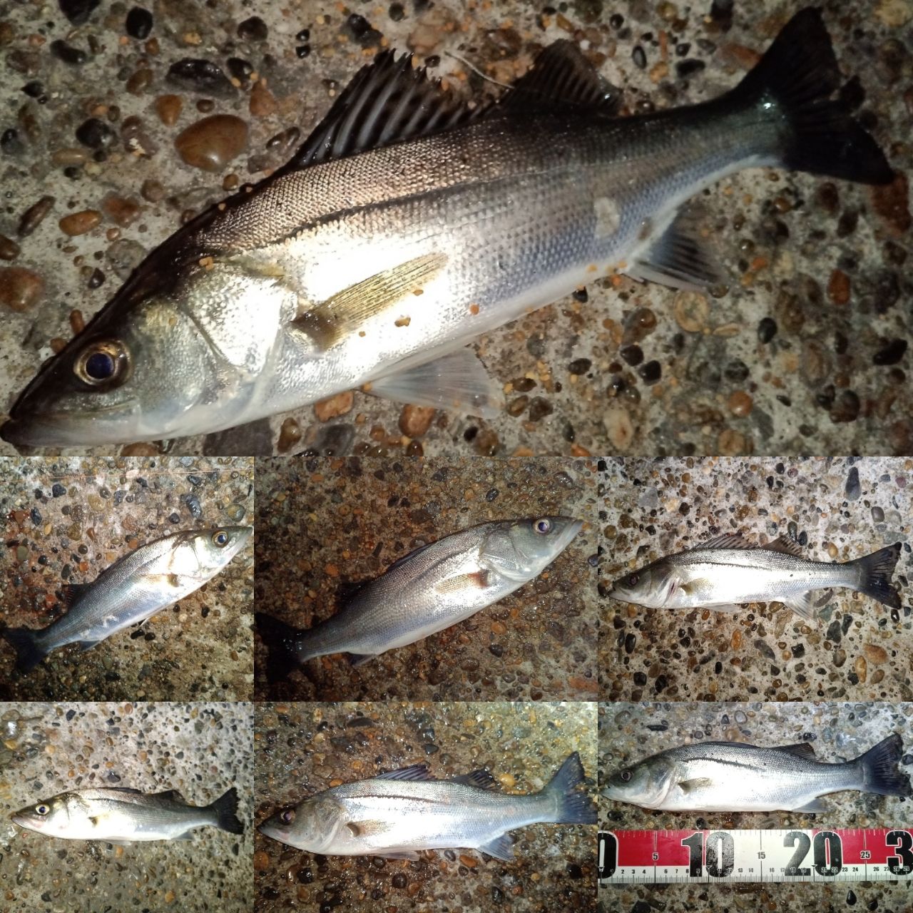 セイゴ（マルスズキ）