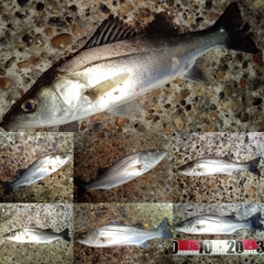 セイゴ（マルスズキ）の釣果