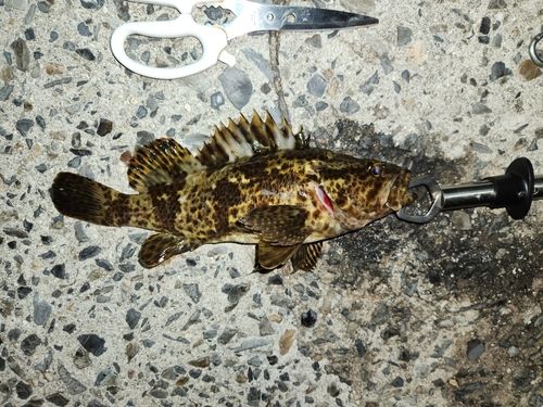 タケノコメバルの釣果