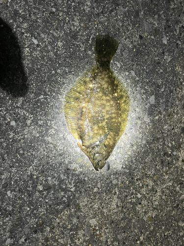カレイの釣果