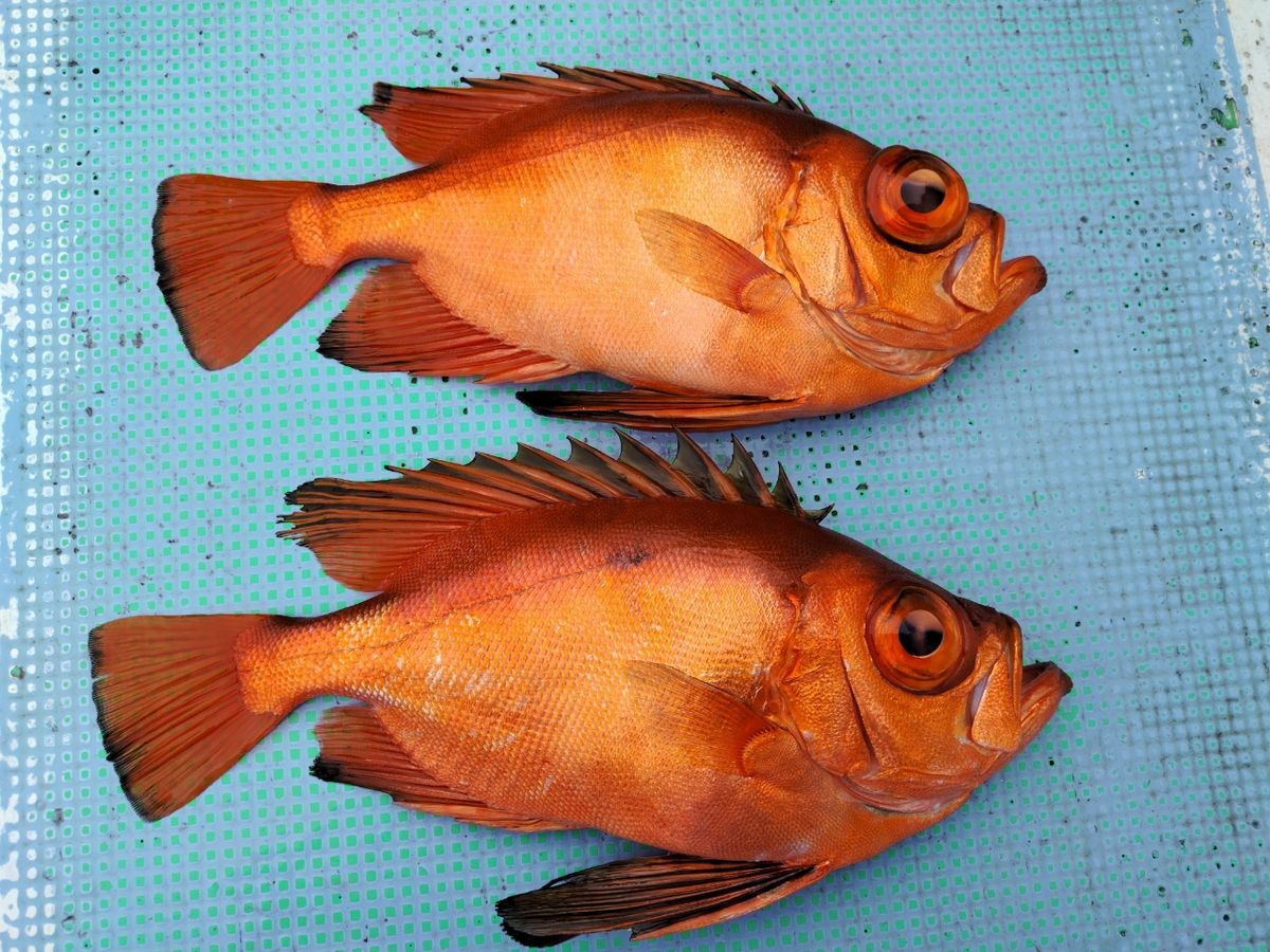 タニクーヤー。さんの釣果 2枚目の画像