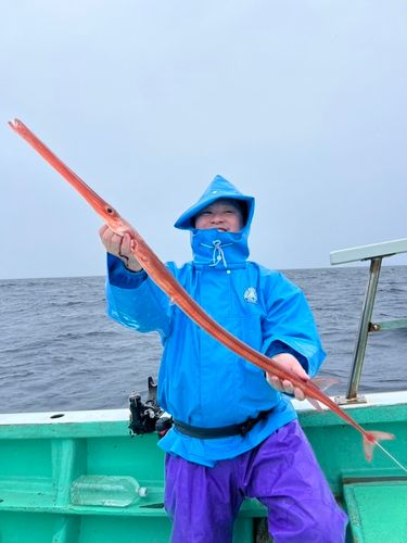 アカヤガラの釣果