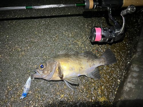 メバルの釣果