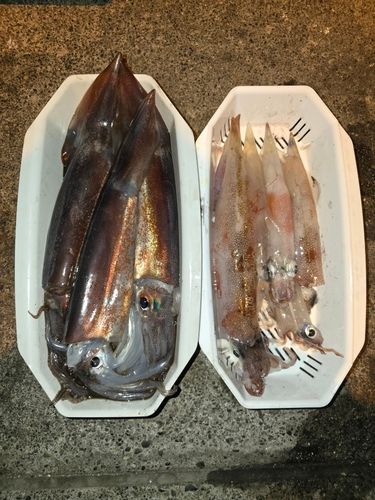 イカの釣果