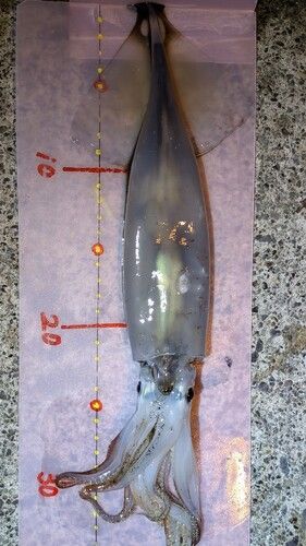 スルメイカの釣果