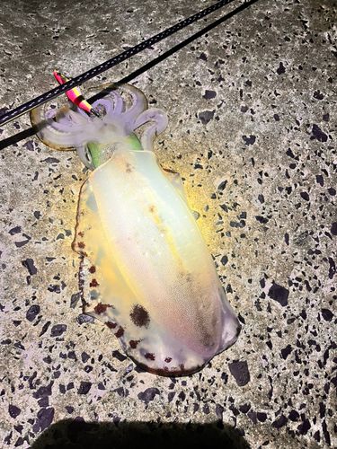 アオリイカの釣果