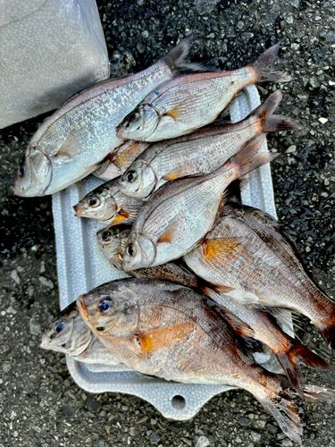 ウミタナゴの釣果