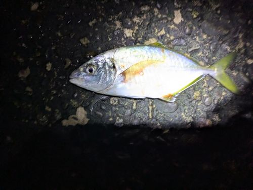 シマアジの釣果