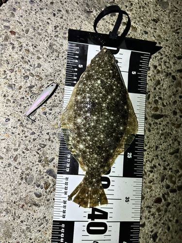 ソゲの釣果