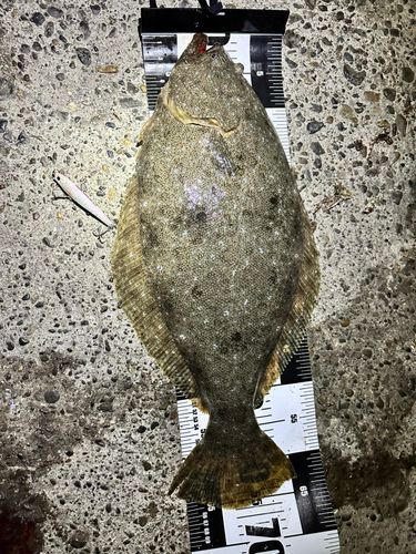 ヒラメの釣果