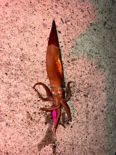 スルメイカの釣果