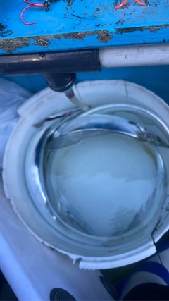 タチウオの釣果