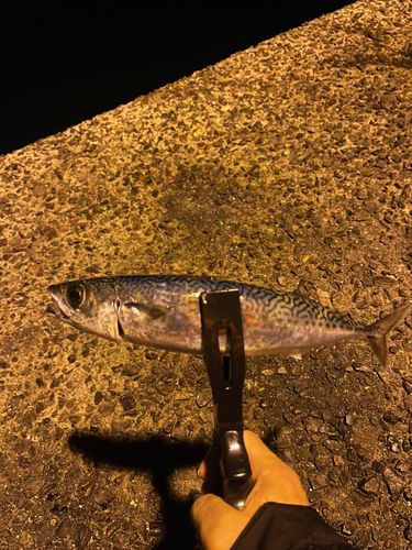 サバの釣果