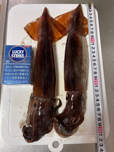 スルメイカの釣果