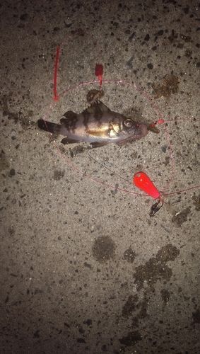メバルの釣果