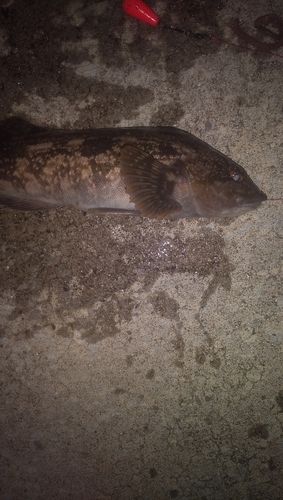 アイナメの釣果