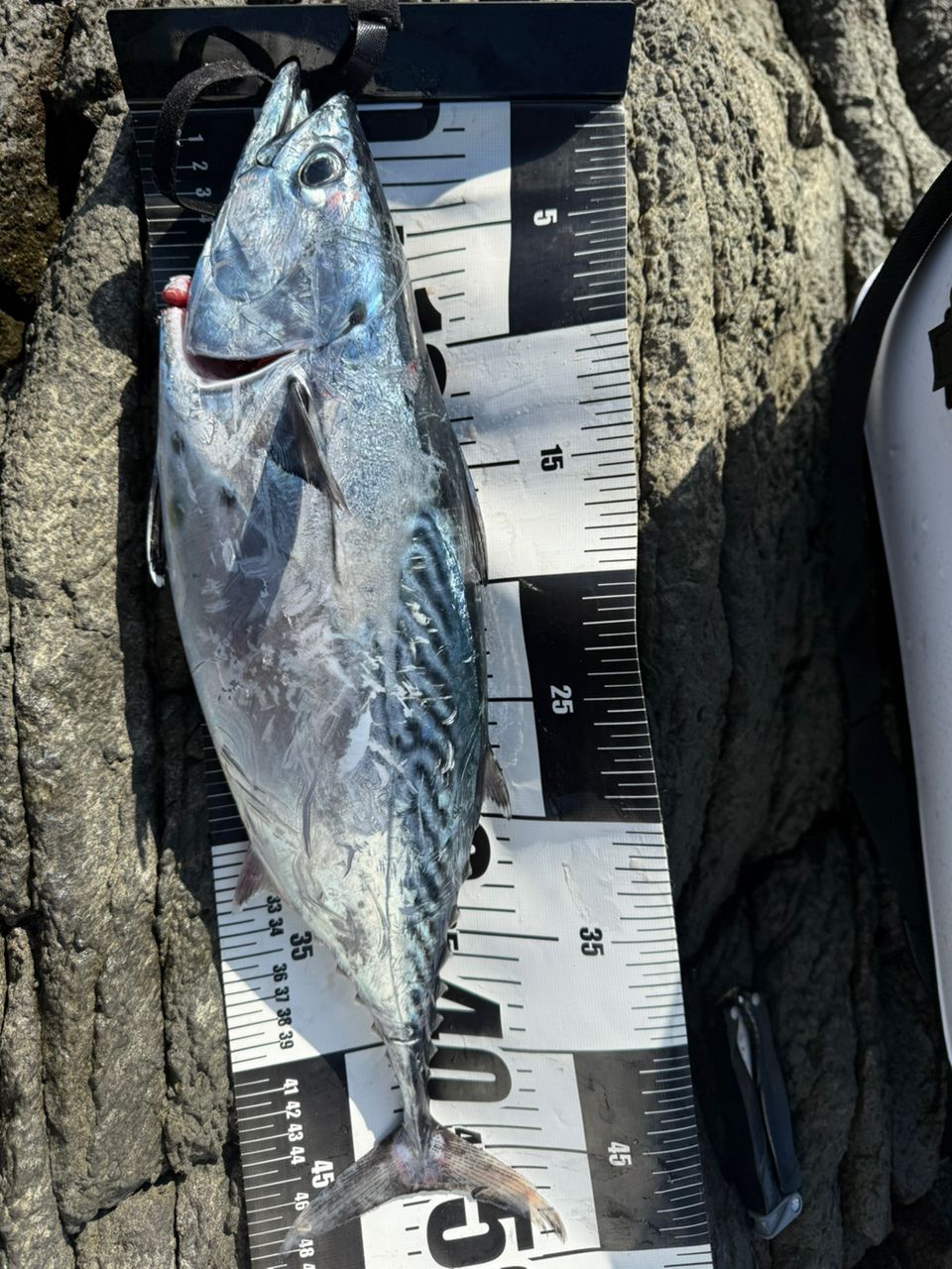 まだおさんの釣果 2枚目の画像