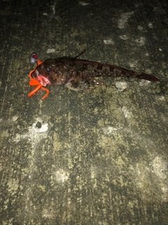 カジカの釣果
