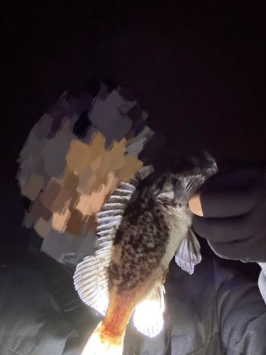 クロソイの釣果