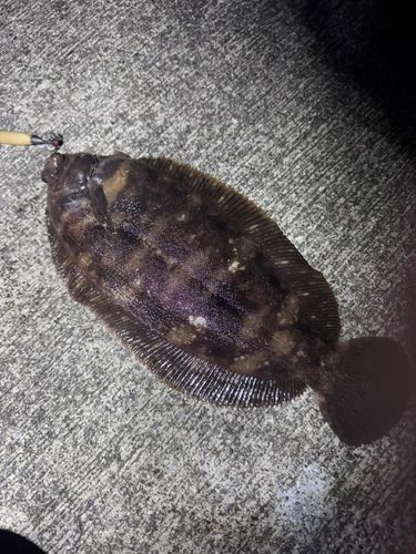 三陸海岸（岩手）