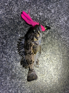 クロソイの釣果