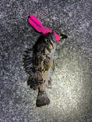 クロソイの釣果