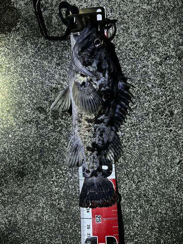 クロソイの釣果