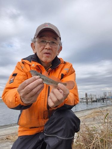 マハゼの釣果