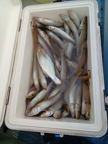 シロギスの釣果