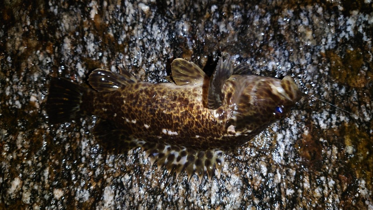 タケノコメバル