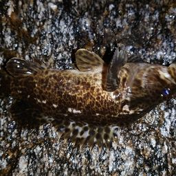 タケノコメバル